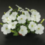 Саксес F1 біла (white) насіння петунії грандіфлора (Benary)