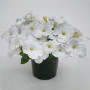 Саксес F1 біла (white) насіння петунії грандіфлора (Benary)