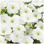 Саксес F1 біла (white) насіння петунії грандіфлора (Benary)