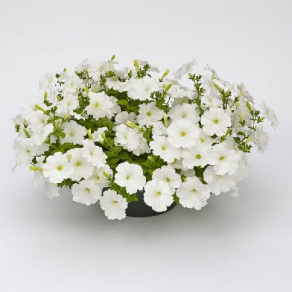 Саксес F1 біла (white) насіння петунії грандіфлора (Benary)