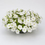 Саксес F1 біла (white) насіння петунії грандіфлора (Benary)