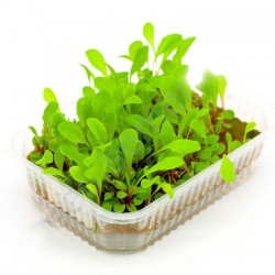 Цикорій салатний червоний (Agrocity)