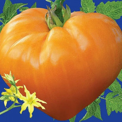 Серце Ашгабату насіння томату індетермінантного (GL Seeds)