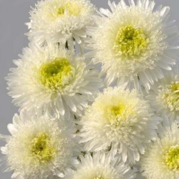 Шанхайська троянда біла (White) насіння айстри (Satimex)