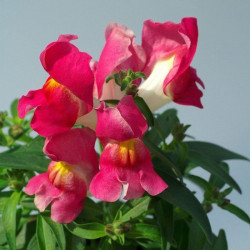 Снеппі F1 рожевий біколор (rose bicolor) насіння антірінума карликового (Hem Genetics)