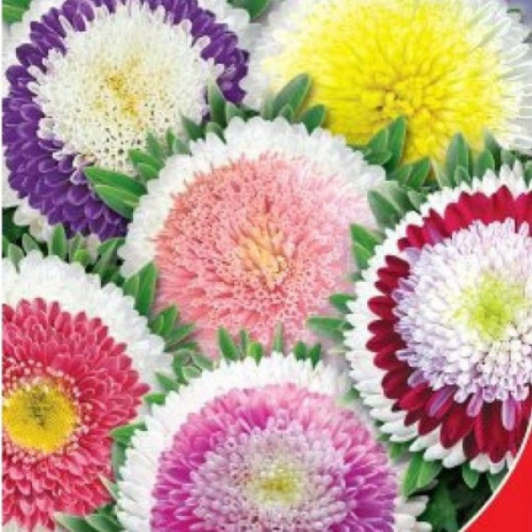 Скарби Монтесуми насіння айстри помпонної(GL Seeds)