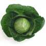 Моналіза F1 насіння капусти білоголової (Sakata)
