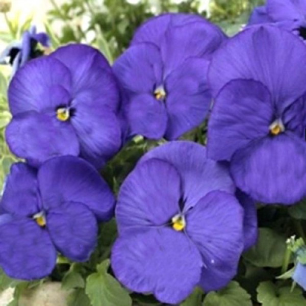 Тремпет S1 синя (blue) насіння віоли (Hem Genetics)