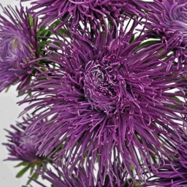 Валкірія фіолетова (Purple) насіння айстри (Satimex)