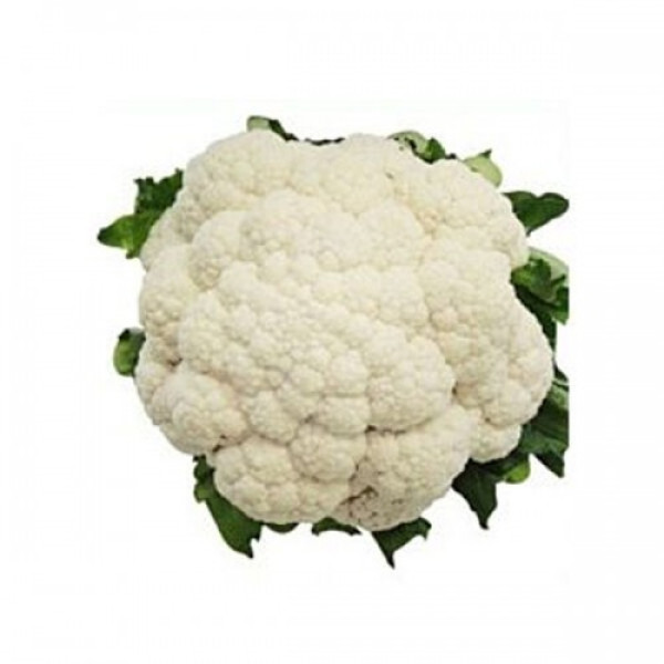 Ванза F1 (KS 35 F1) насіння капусти цвітної (Kitano Seeds)