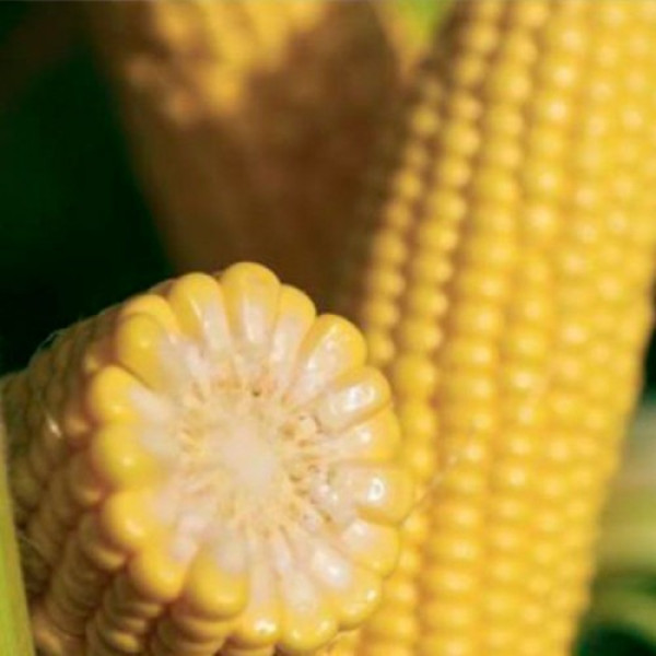 Джульетта F1 (Венеция F1) семена кукурузы суперсладкой Sh2 (Мнагор)