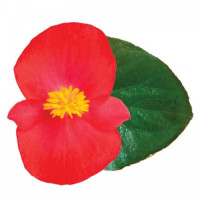 Викинг F1 (Viking F1) Scarlet on Green семена бегонии (Sakata)
