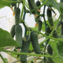 Ягуар F1 (TCU-151, TECU530) семена огурца партенокарпического (Takii Seeds)