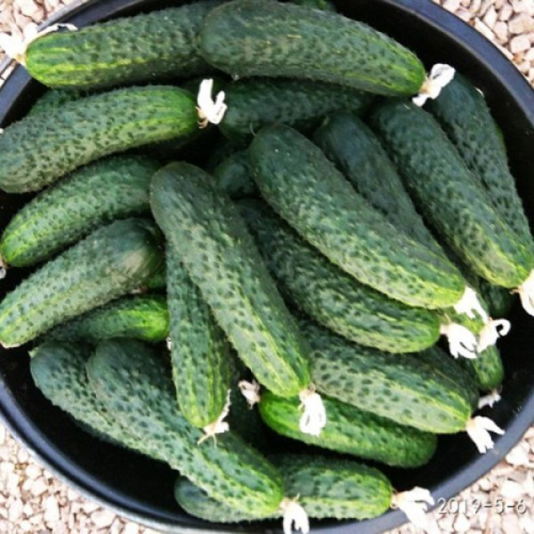 Ягуар F1 (TCU-151, TECU530) семена огурца партенокарпического (Takii Seeds)