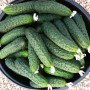 Ягуар F1 (TCU-151, TECU530) семена огурца партенокарпического (Takii Seeds)