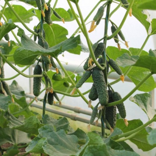 Ягуар F1 (TCU-151, TECU530) семена огурца партенокарпического (Takii Seeds)