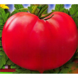 Зінуля-2 насіння насіння помідора детермінантного (GL Seeds)