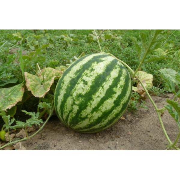 АУ Продюсер семян арбуза среднего (Spark Seeds)