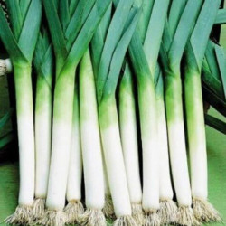 Американський прапор насіння цибулі порей (Hortus)