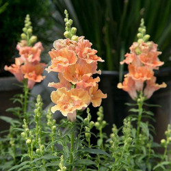 Твінні F1 персиковий (peach) насіння антірінума (Hem Genetics)
