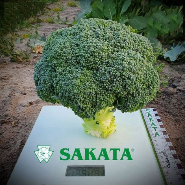 Арес F1 семян капусты брокколи ранней 60-70 дн. (Sakata)