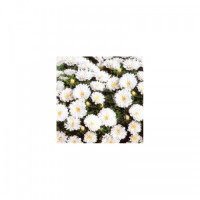Айстра карликова біла (White) насіння (Moravoseed)