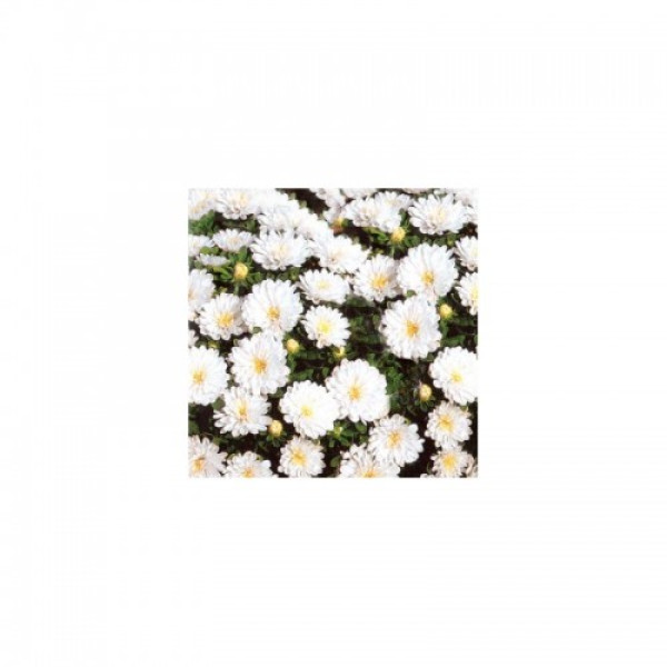 Айстра карликова біла (White) насіння (Moravoseed)
