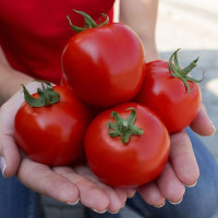 Асвон F1 (KS 1140 F1) насіння помідора детермінантного (Kitano Seeds)