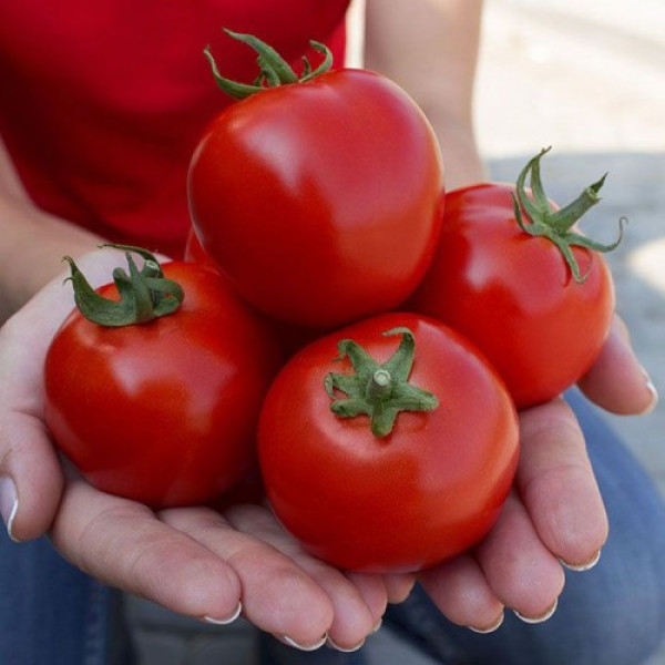 Асвон F1 (KS 1140 F1) семена помидора детерминантного (Kitano Seeds)