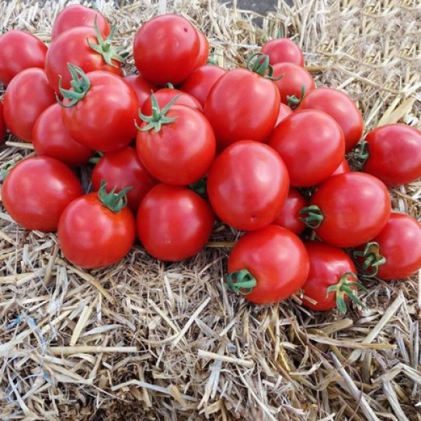 Асвон F1 (KS 1140 F1) семена помидора детерминантного (Kitano Seeds)
