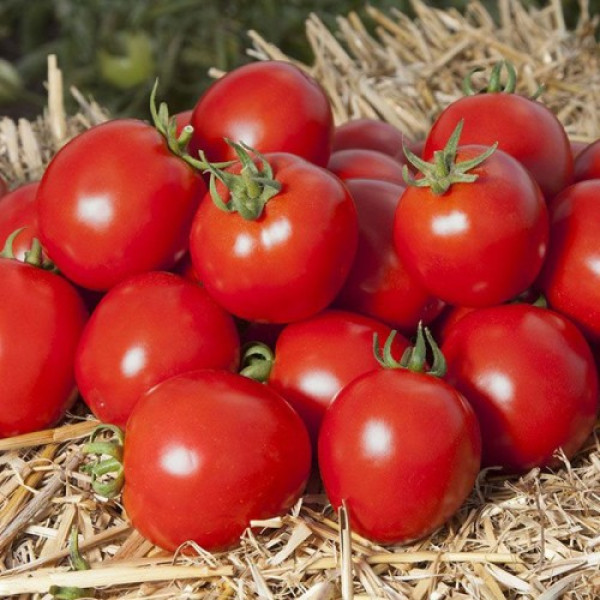 Асвон F1 (KS 1140 F1) семена помидора детерминантного (Kitano Seeds)
