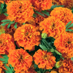 Чорнобривці розлогі низькі помаранчеві (Orange) насіння (Moravoseed)