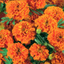 Чорнобривці розлогі низькі помаранчеві (Orange) насіння (Moravoseed)