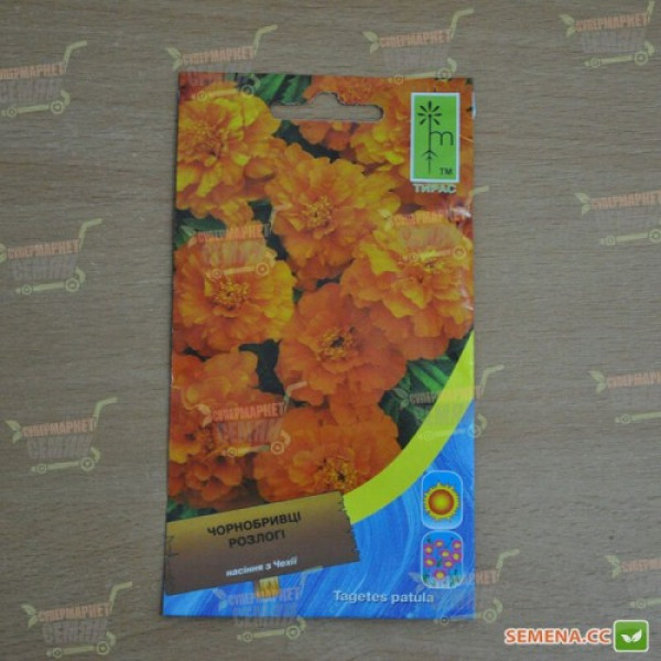 Чорнобривці розлогі низькі помаранчеві (Orange) насіння (Moravoseed)