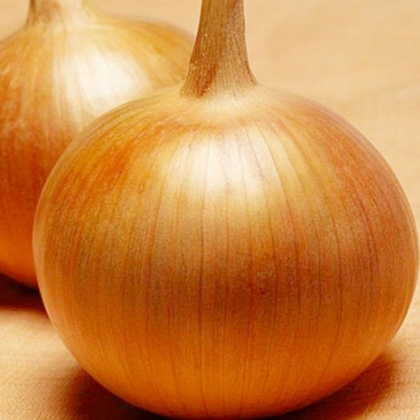 Бонус F1 семян лука репчатого желтого (Takii Seeds)
