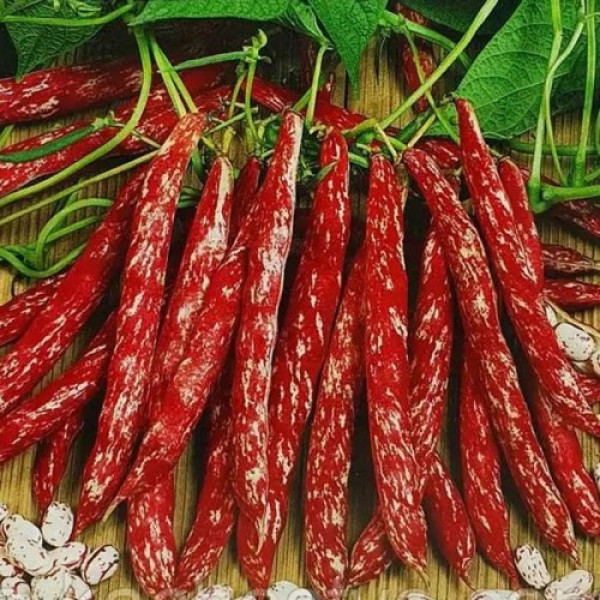 Борлотто семена фасоли овощной (Hortus)