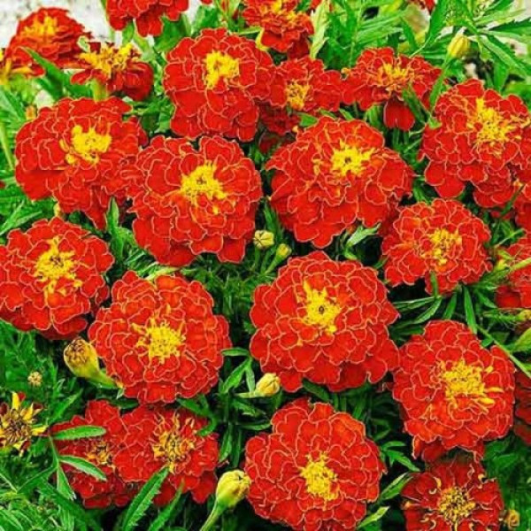 Черрі Леді насіння чорнобривців (GL Seeds)
