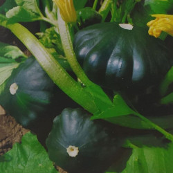 Дарк семян патиссона среднего 50 дн. 6-7 см (Hortus)