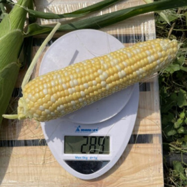 Дефендер F1 (ESB74F1) семена кукурузы суперсладкой Sh2 биколор (Lark Seeds)