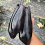 Дэн F1 семян баклажана раннего (Lark Seeds)