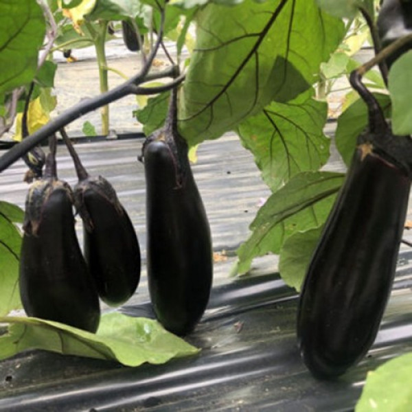 Дэн F1 семян баклажана раннего (Lark Seeds)
