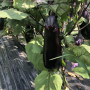Дэн F1 семян баклажана раннего (Lark Seeds)