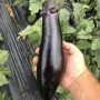 Дэн F1 семян баклажана раннего (Lark Seeds)