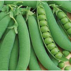 Детский восторг семян гороха (GL Seeds)