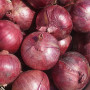 Дівіна Стар F1 насіння цибулі ріпчастої озимої (Cora Seeds)