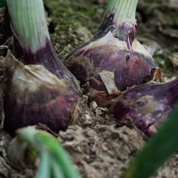 Дівіна Стар F1 насіння цибулі ріпчастої озимої (Cora Seeds)