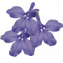 Палац синій (blue) насіння лобелії (Benary)