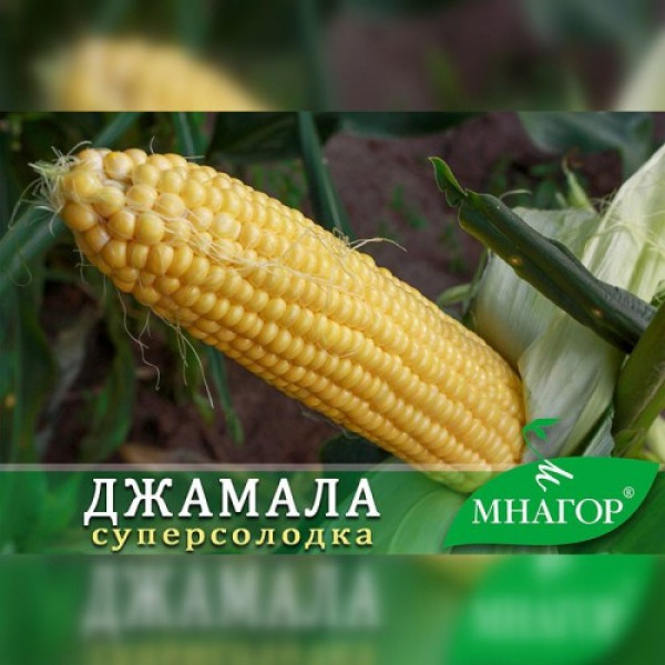 Джамала F1 семена кукурузы суперсладкой Sh2 (Мнагор)