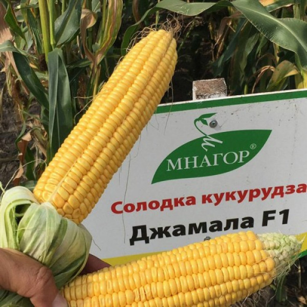 Джамала F1 семена кукурузы суперсладкой Sh2 (Мнагор)