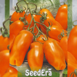 Ерос насіння помідора індетермінантного (Seedera)